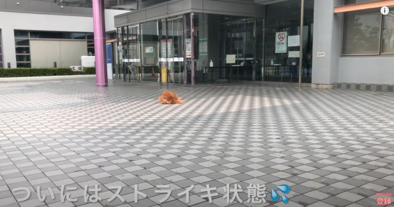 やだ 行きたいトコがあると駄々をこね 地面にペタる頑固ゴールデン イヤイヤは困るがこの姿は可愛いんだわ 動画 年10月19日 エキサイトニュース