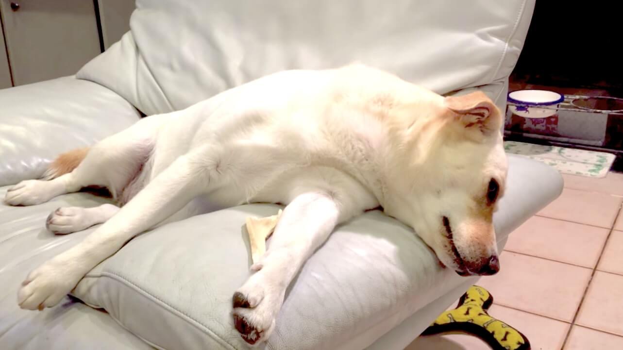 もう逃げないでね 脱走を図ったハリネズミに 飼い主の代わりにお説教するラブラドールが可愛すぎた 動画 年11月5日 エキサイトニュース