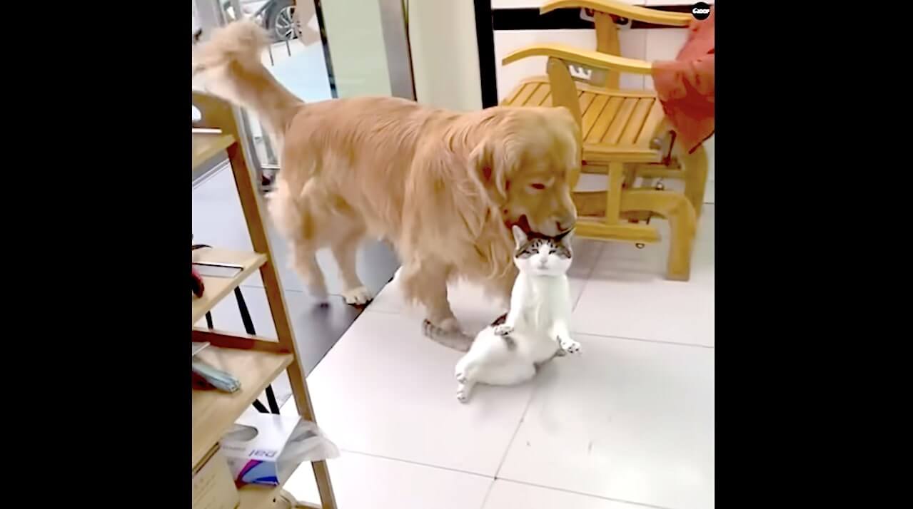 首根っこ咥えられ運ばれる猫さん さぞ困惑 と思いきやゴールデンとは相思相愛 尊い程睦まじい関係だった 動画 年11月22日 エキサイトニュース