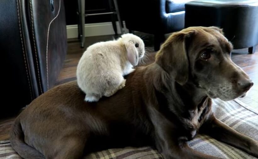 ほっぺにチュウ まるで親子のように仲が良いラブラドールとウサギ 相思相愛の日常が優しい光景だったよ 動画 年12月2日 エキサイトニュース