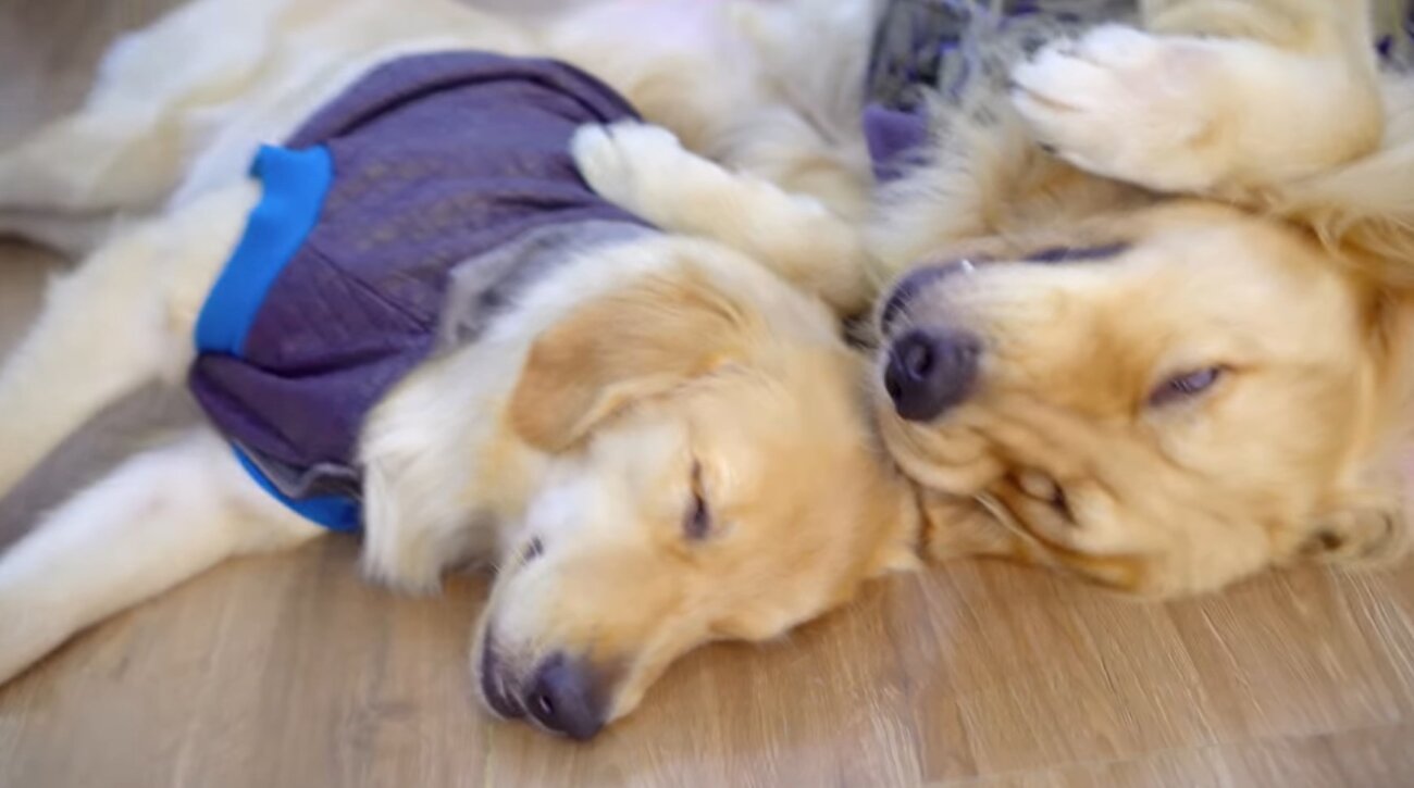 子犬を寝かしつけるように 前足で抱き寄せ眠るゴールデン どんな相手にも深い愛情を注ぐその優しさに感動 動画 21年5月11日 エキサイトニュース