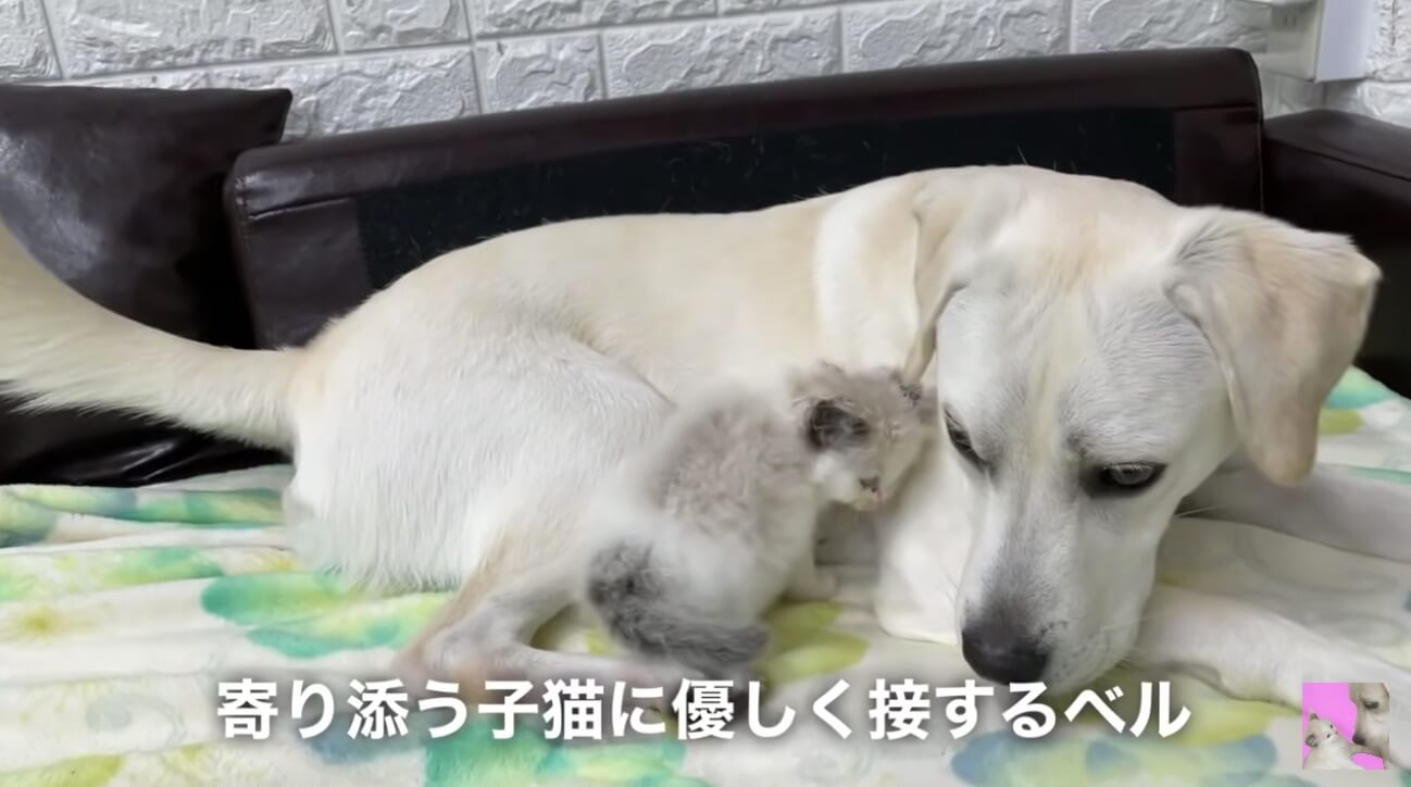 優しい眼差しにジーン 自分もまだ子供なのに 親のように保護猫に愛情を注ぐラブラドールの姿に感動 動画 21年8月4日 エキサイトニュース