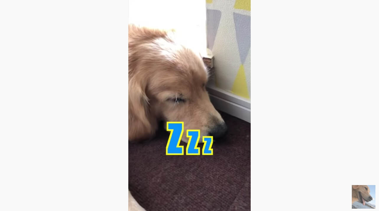 謝りたくないけど仲直りしたい 愛想笑いでママに近づくゴールデンがまんま人間の子どもだった 動画 21年8月26日 エキサイトニュース