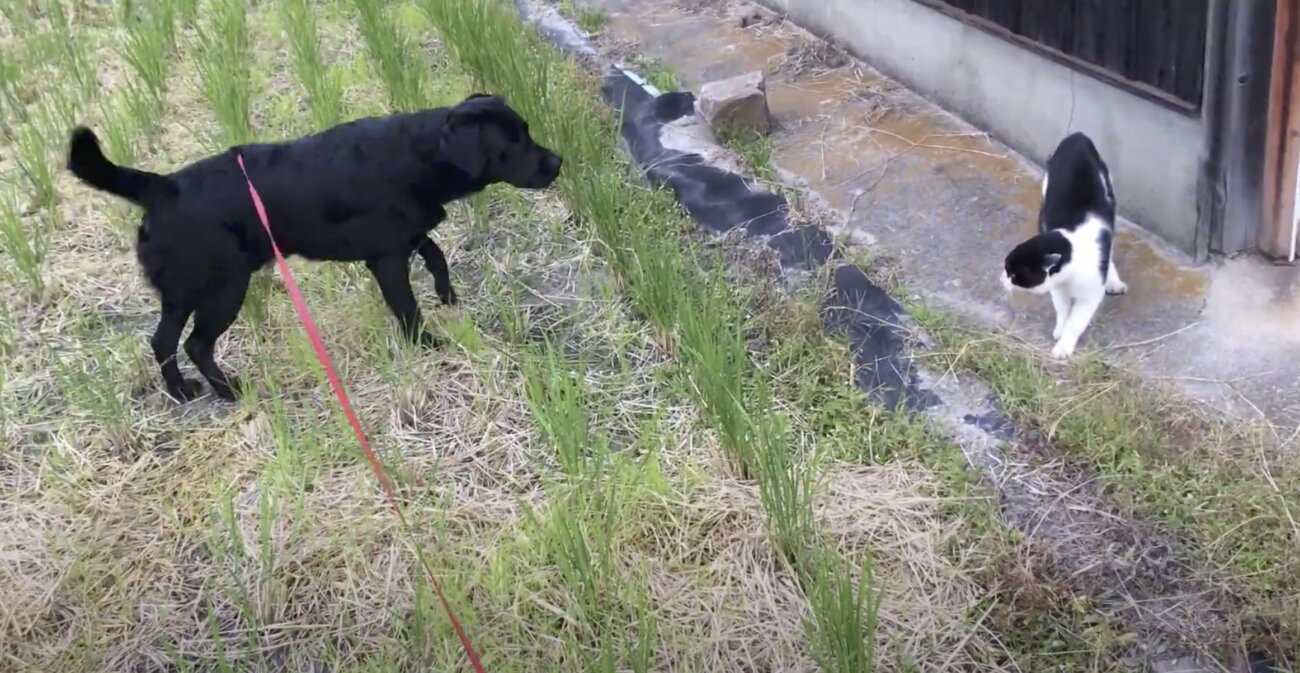 くるﾆｬー 挨拶のお返しが猫パンチ まさかの事態に傷心中の無邪気なラブラドール 動画 21年8月31日 エキサイトニュース 2 2