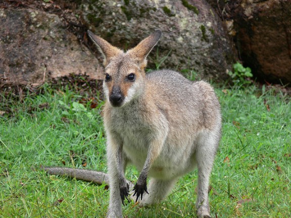 びっくり動物トリビア カンガルーは3つの膣を持っている 12年4月22日 エキサイトニュース