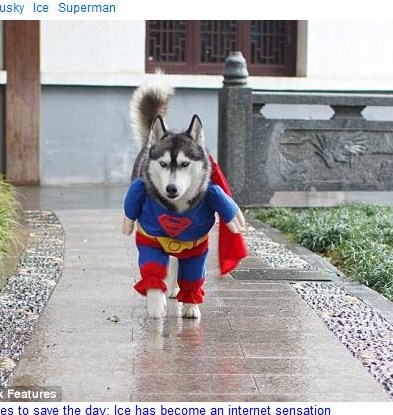 スーパーマンのコスプレをしたハスキー犬 衣裳が似合いすぎる と話題に 10年3月8日 エキサイトニュース