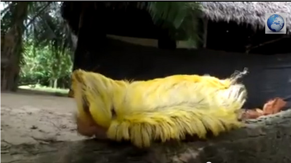 閲覧注意 アマゾンに生息する毛虫がモフモフすぎると話題に ネットの声 ネコバスみたい カツラにしか見えない 13年6月2日 エキサイトニュース