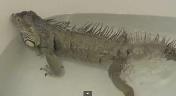 衝撃動物動画 イグアナの屁の威力がスゴイ 14年2月26日 エキサイトニュース