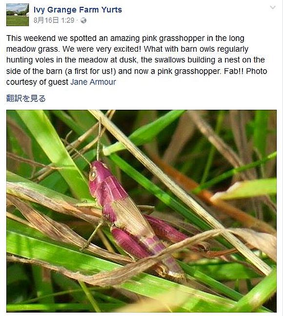 マジか 世にも珍しいピンクのバッタが激写される 日焼けしたのでは とのヘンテコ説が囁かれているらしい 16年9月2日 エキサイトニュース