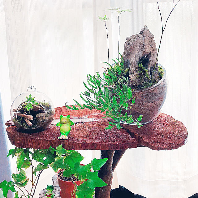 お部屋に森を 癒しのテラリウムでインドアガーデニング ローリエプレス