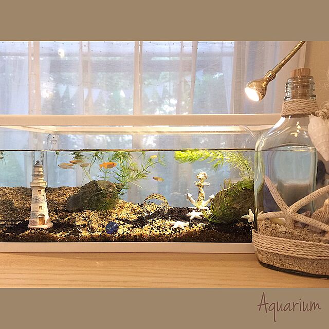 小さな自然で癒しのひとときを アクアリウムのある暮らし ローリエプレス
