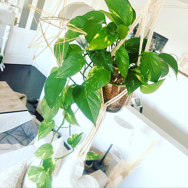 グリーンを取り入れるならまずはポトス 観葉植物初心者にもおすすめな理由 ローリエプレス