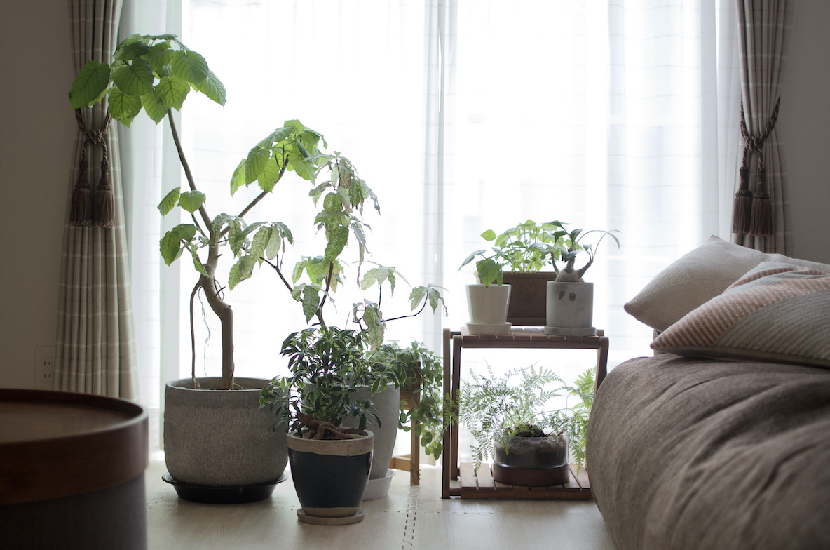 プチ家庭菜園 は無理なく楽しい 室内で植物を育てて ついでにおいしい薬味をゲットしよう 21年6月17日 エキサイトニュース