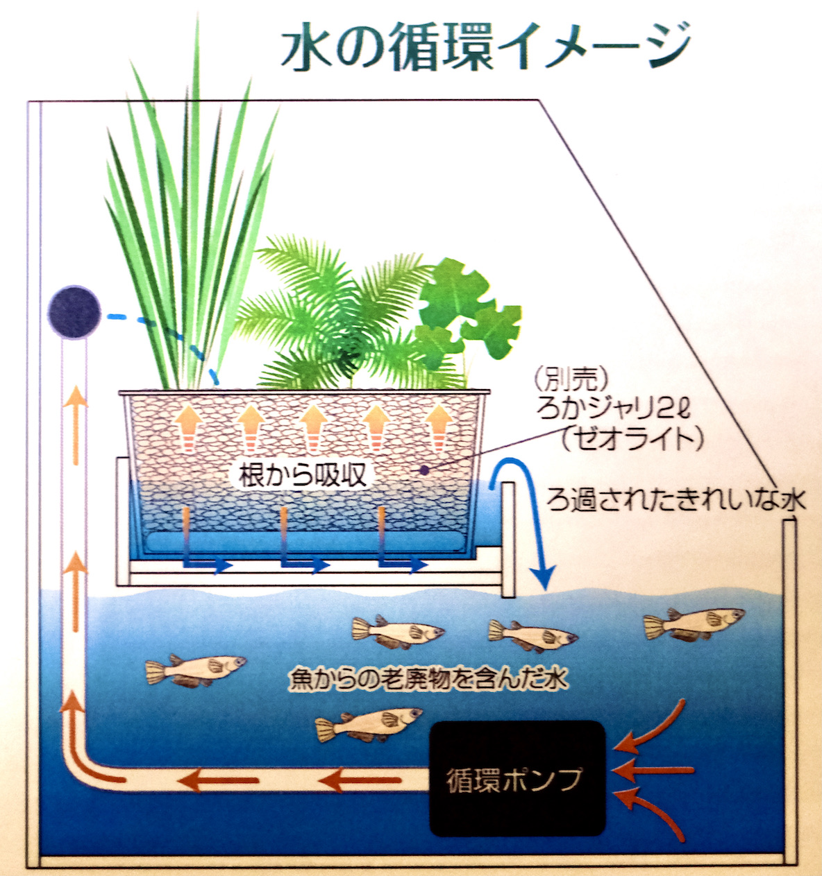 メダカといっしょに植物を育てる アクアポニックス を室内に設置して半年 小さな循環環境は廻り続けています マイ定番スタイル 21年10月30日 エキサイトニュース