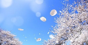 これが日本の美しさ 花が枯れる 表現がこんなにたくさんある 中国メディア 16年5月17日 エキサイトニュース