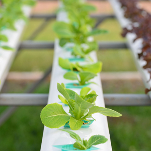 牛で田畑を耕すわが国とは全く違う！　「日本の農業はこんなに現代化が進んでいた」＝中国