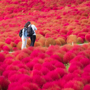 日本の紅葉は美しい 一面がワインレッドに染まる コキアの美しい景色にうっとり 中国メディア 17年10月24日 エキサイトニュース