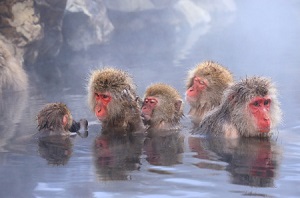 温泉に入る日本のサルにほっこり ところがどっこい そこには非常に厳しい現実があった 中国メディア 18年2月5日 エキサイトニュース