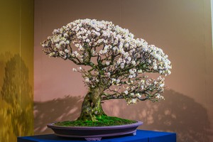 そうだったのか 中国で生まれた盆栽が日本で芸術に昇華した理由 中国メディア 19年9月30日 エキサイトニュース