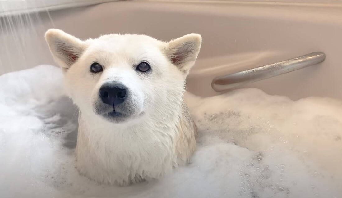 もうシロクマにしか見えない ゆったりと泡風呂に浸かる柴犬が天使すぎてひたすら癒される 動画 22年2月18日 エキサイトニュース