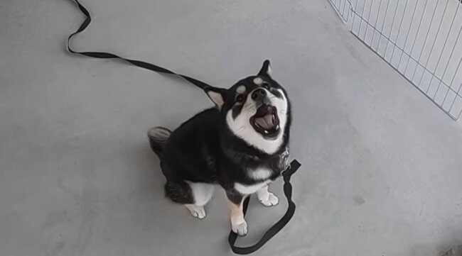 ギャアァウ 近所の犬を真似してみたけれど ほぼ悲鳴の遠吠えになっちゃう柴犬にずっと笑ってる 動画 22年5月7日 エキサイトニュース