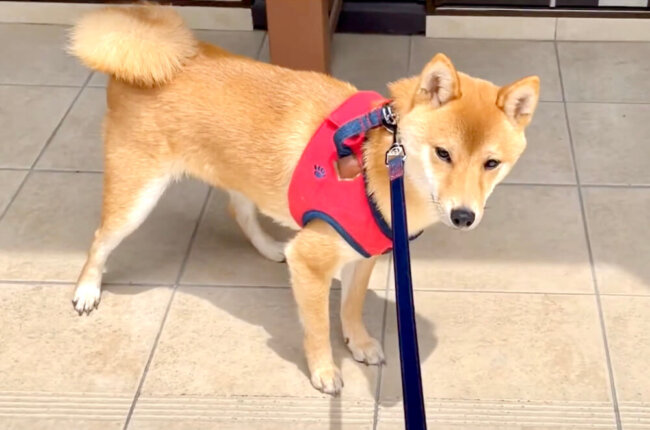 まさか ね お出かけ先が病院であることをなんとなく察してしまった柴犬がこちら 拒否犬動画 22年6月17日 エキサイトニュース