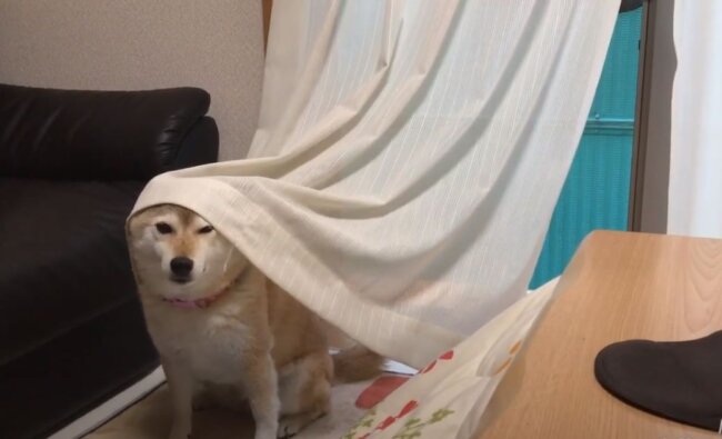 小さい頃に 可愛い と好評を得たことが忘れられない柴犬は 今日もカーテンを被るのであった 動画 22年4月日 エキサイトニュース