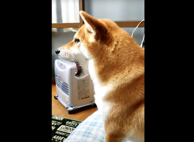 飼い主 ボールで遊ぶ 柴犬 違うそんな気分じゃないわアレ取ってはよ めちゃくちゃ文句言うじゃん 動画 22年1月26日 エキサイトニュース