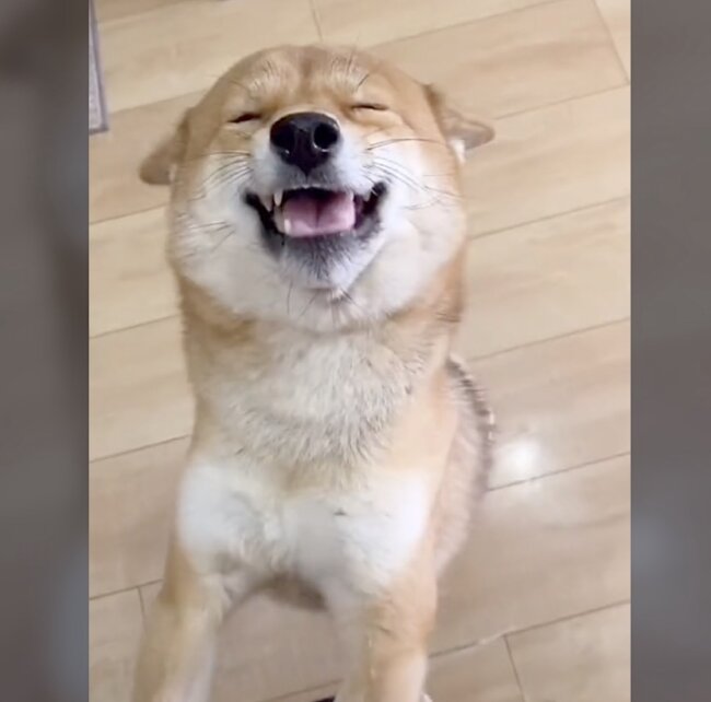 完全にこの顔文字の再現 毎日全力のヒコーキ耳でお迎えする柴犬がヤバかわ 動画 22年5月27日 エキサイトニュース