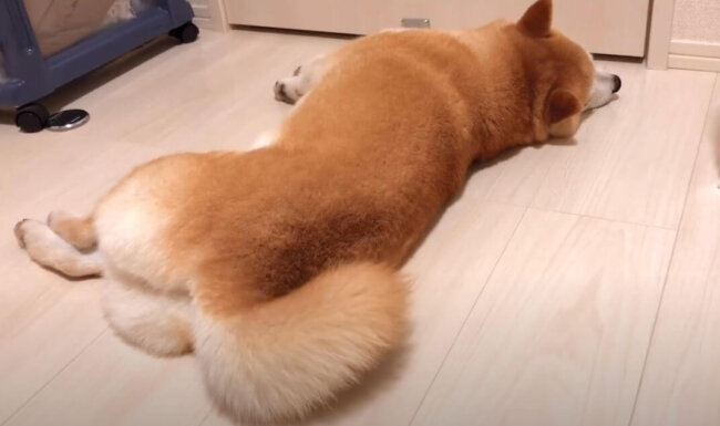 怒ってるのに ふて寝しつつもしっぽは正直 飼い主帰宅にツンしきれずデレちゃう柴犬が可愛い 動画 22年3月19日 エキサイトニュース