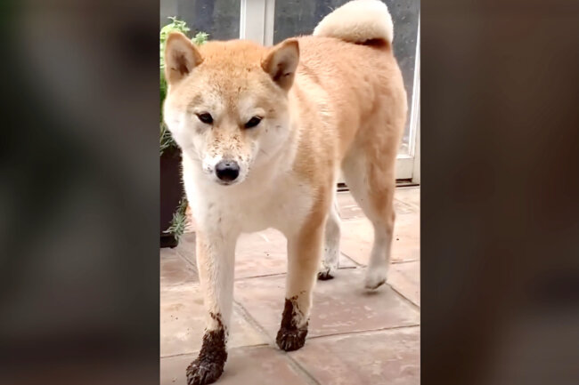 泥だらけ お母さんに怒られた と不満そうに登場した柴犬の姿に爆笑 動画 22年9月18日 エキサイトニュース