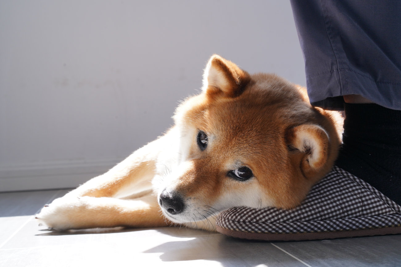 犬と暮らす人のおウチは 小さな動物園のニオイ 本気のニオイ対策を考えた結果 ジアイーノ が最強すぎた件 19年9月21日 エキサイトニュース