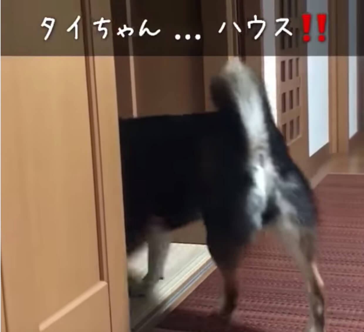 ハウスと言われ 一瞬だけ足を踏み入れ秒で戻る柴犬 怒られない ギリギリ を攻める姿がまんま子供でワロタ 動画 年3月18日 エキサイトニュース