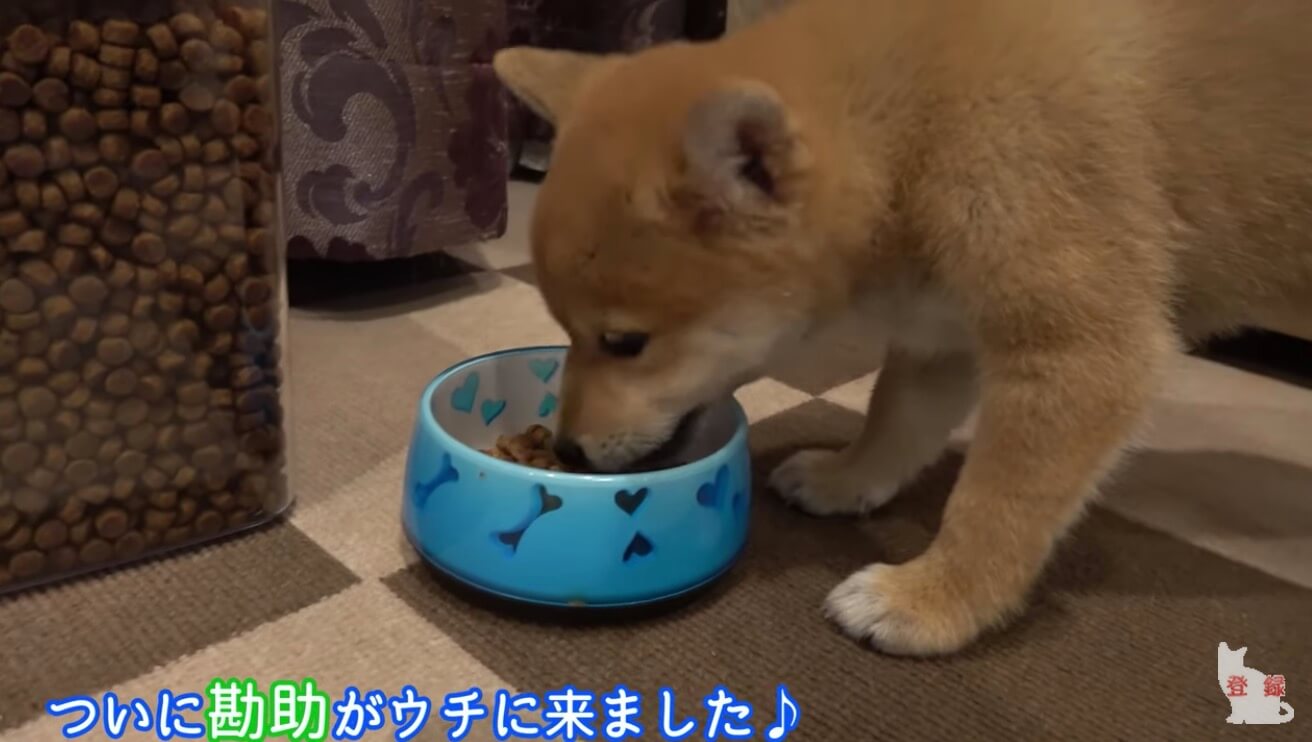 ゆらり揺れる猫のしっぽを見ていた柴犬の子犬 催眠術にかかったようにウトウトし始めた姿が天使すぎ 悶絶動画 19年12月3日 エキサイトニュース