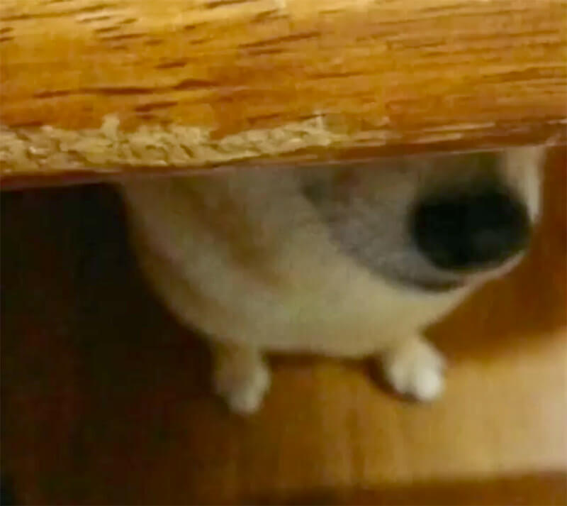 柴犬 なぜかテーブルの下の住人になる その理由も格好も様々すぎて いい意味で心がザワつく 動画あり 19年12月13日 エキサイトニュース