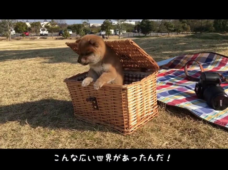 ウチの子もこんな時期があったなぁ 柴犬の子犬時代の思い出を覗いて 親心を沸かせたいと思う 動画 19年12月25日 エキサイトニュース 3 3