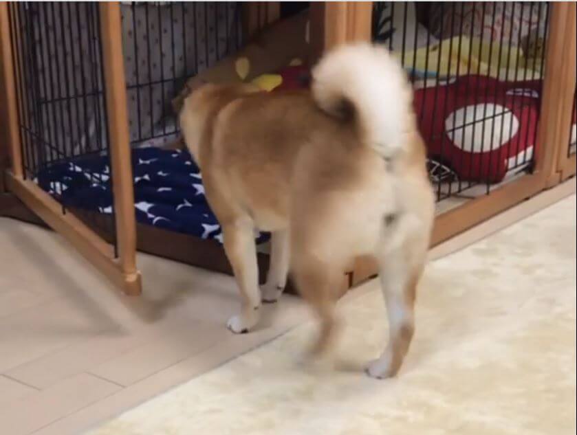 散歩行ってくるね ｶﾞﾁｬ 自分でドアを開ける柴犬 いくら彼らが賢いとはいえ ここまでやるの 動画 19年12月25日 エキサイトニュース