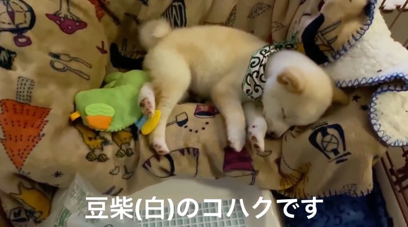 柴犬の子犬が 天使のお顔でスヤスヤ ただただ眠るだけの 寝相百景動画 を ゆるりとご堪能ください 年1月24日 エキサイトニュース