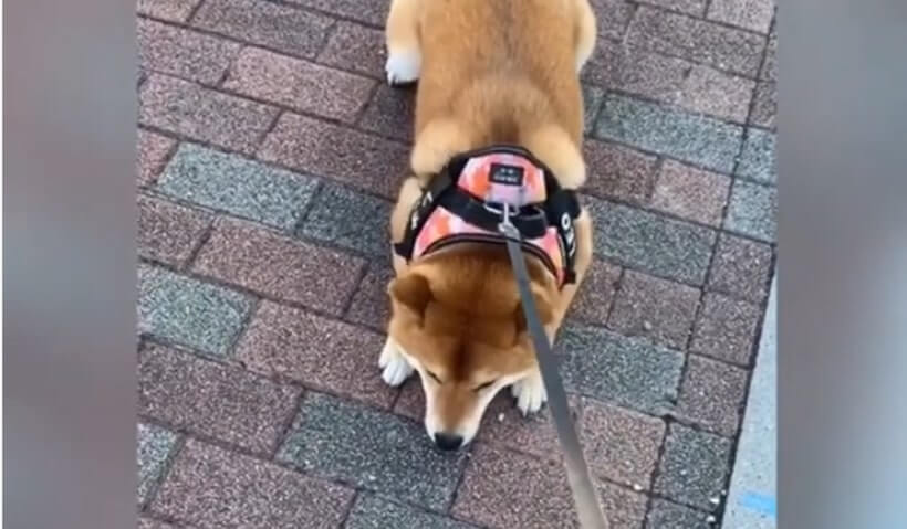 楽しいからまだ帰りたくないんだよね わかる でもちょっと強情がすぎるぞ 柴犬イヤイヤ動画 年1月29日 エキサイトニュース