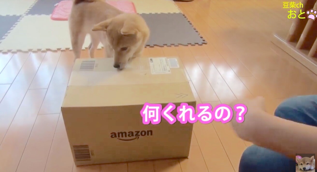 ワン 真似っこするぬいぐるみに対峙した柴犬 最終的に 全く想像外の結末を迎えたんだが 動画 年3月17日 エキサイトニュース 2 2