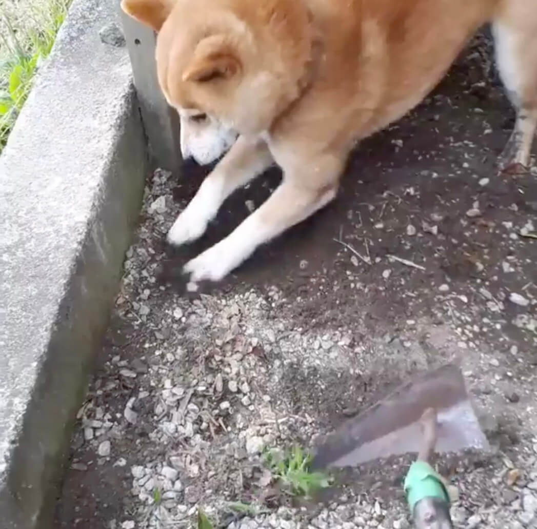 アッ 笑っちゃいけないが笑っちゃう 柴犬がふいにコケた瞬間動画3選 おドジも可愛いのうち 年2月6日 エキサイトニュース