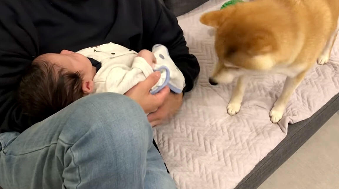 パパに抱っこされる赤ちゃんに嫉妬して、ジリジリとお膝の上に侵食していく柴犬が可愛いすぎる【動画】 (2020年2月8日) エキサイトニュース