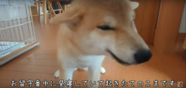 飼い主が笑うと 柴犬も一緒にニコッ ピュアで優しすぎるこの笑顔を見ていると 何故か泣きそうになる 動画 年2月23日 エキサイトニュース