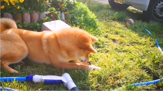 見つけて欲しくて飼い主の ツンツン待ち している 隠れているつもりの柴犬 可愛すぎてしんどいわ 動画 年3月4日 エキサイトニュース