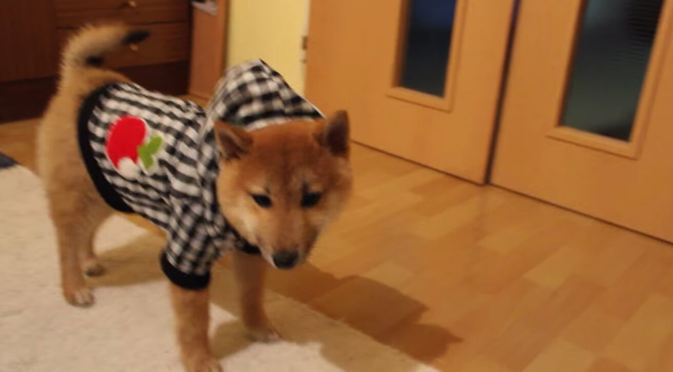 柴犬の子犬が初めて洋服を着てみた結果、ジタバタした挙句……寝た。【動画】 (2020年4月6日) エキサイトニュース