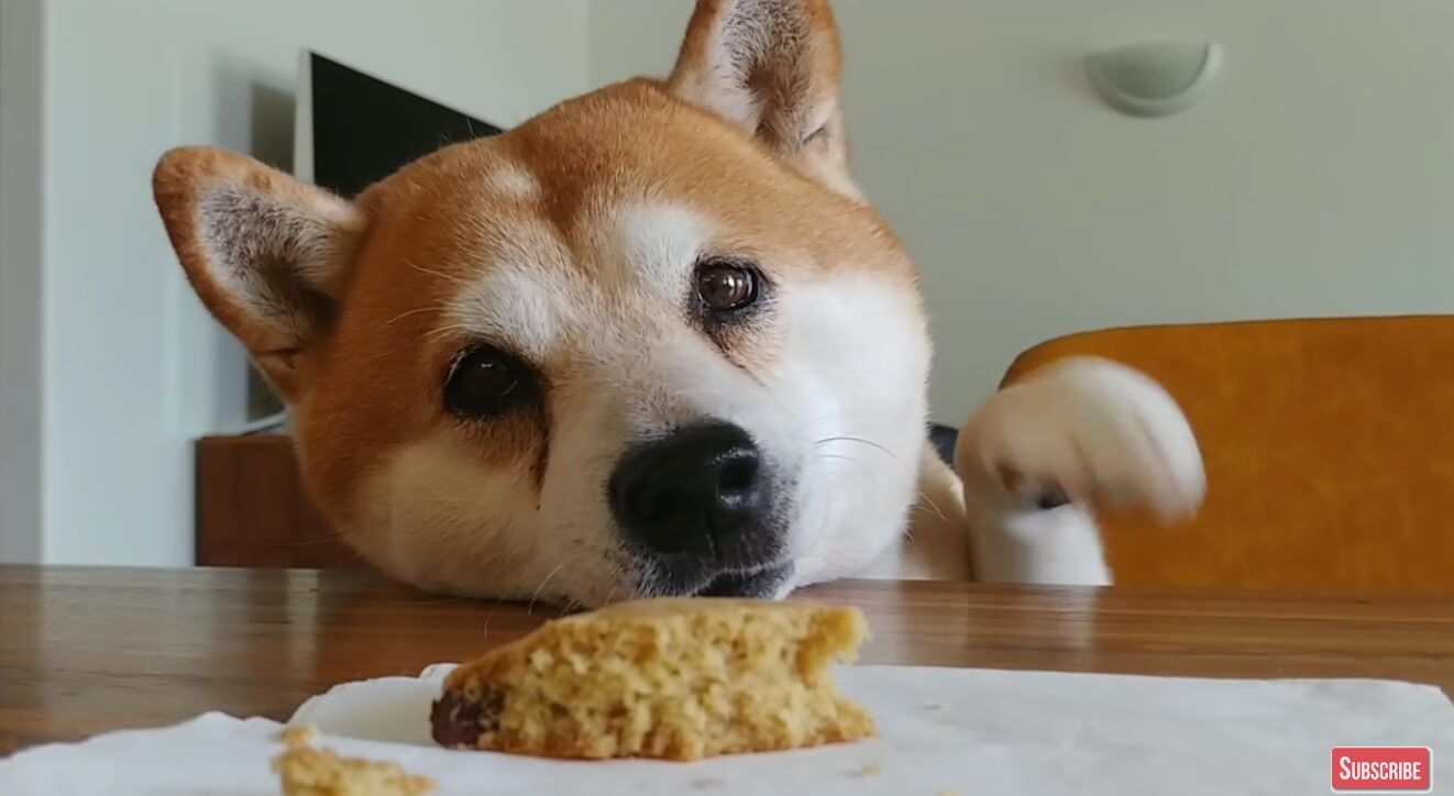 おいしょ クッキーが欲しい柴犬 彼らの天然な部分が炸裂して 結果泣き笑いなオチが待ってた 動画 年5月15日 エキサイトニュース