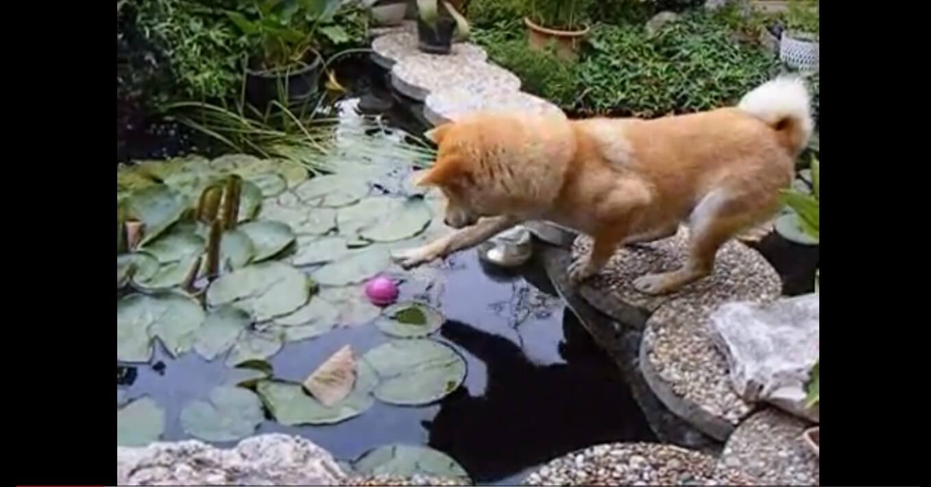 ボールを取ろうとした柴犬が 見事に美しいへっぴり腰 ってごめん これはニヤニヤせずに居られない 動画 年4月4日 エキサイトニュース