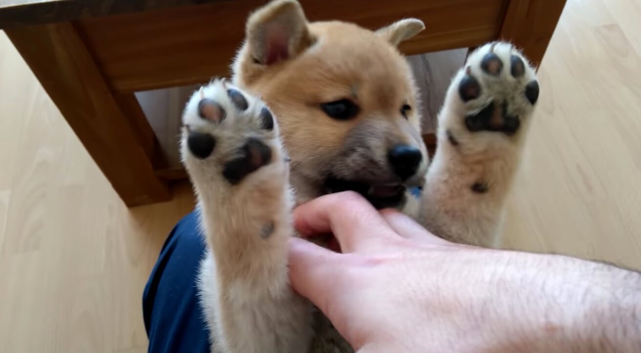 癒し効果抜群 生後間もないムチコロパピーを撫で回す悶絶動画がコチラ 動画 エキサイトニュース