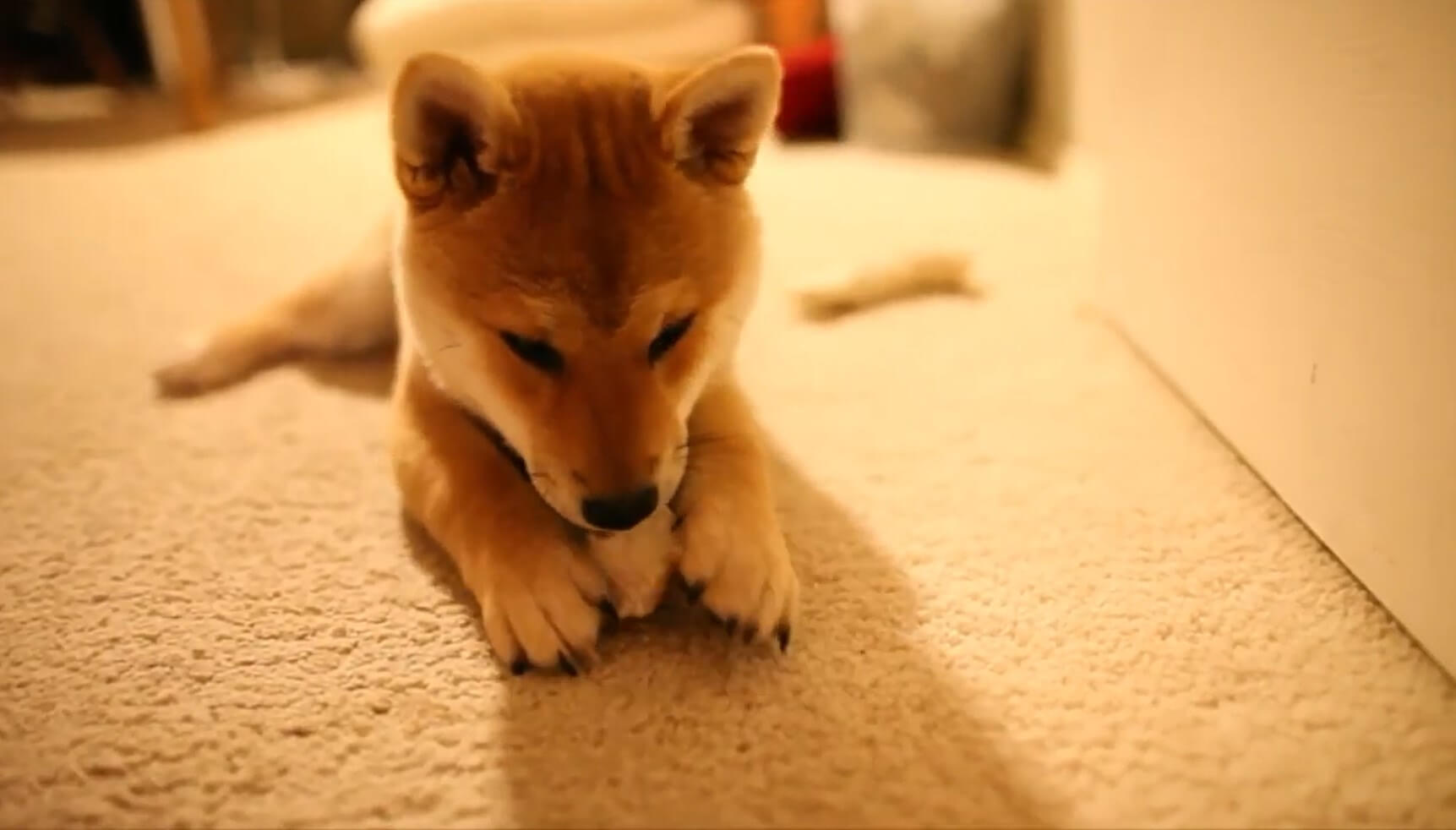 コラ 何だそのおっぴろげ もっとやれ 柴犬の子犬がみるみるヤンチャに 成長記録にカンペキ胸アツ 動画 年7月7日 エキサイトニュース