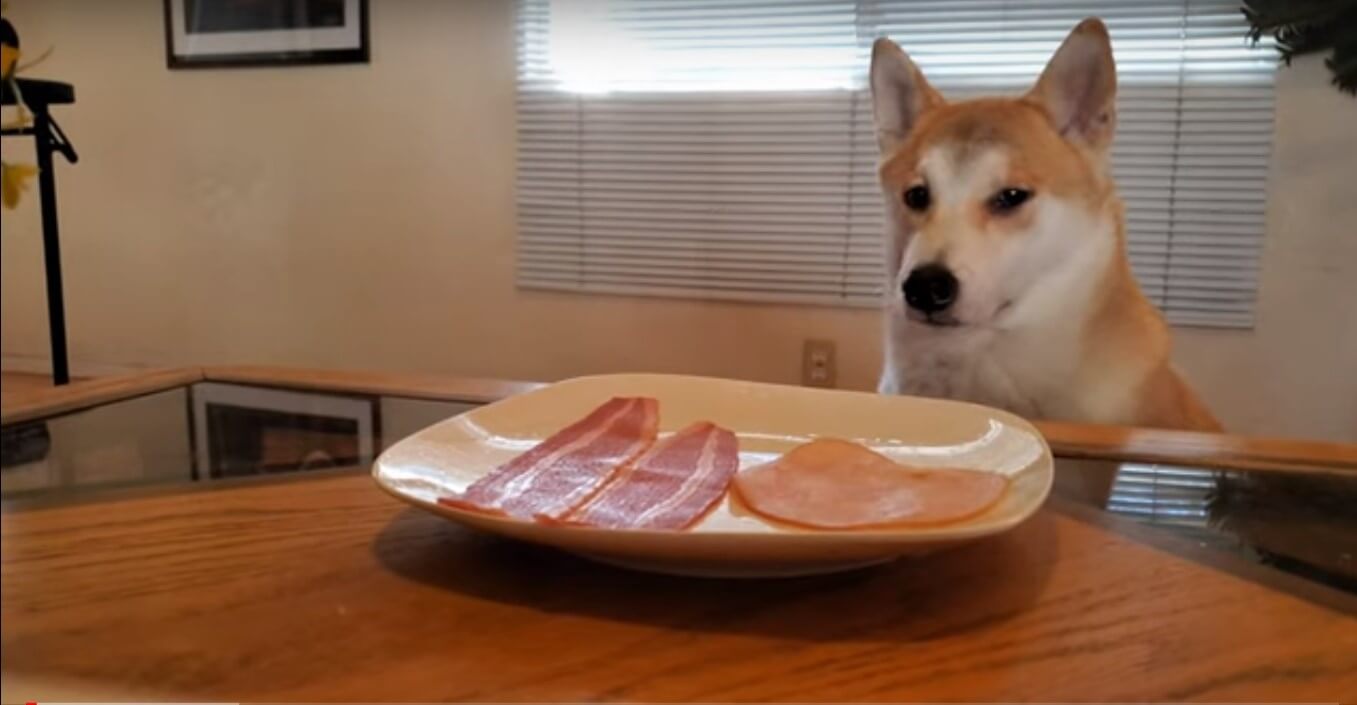 ハム 待ての最中 結局食べてしまった柴犬 その後申し訳なさそうにする仕草こそが 愛おしさの極み 動画 年7月8日 エキサイトニュース